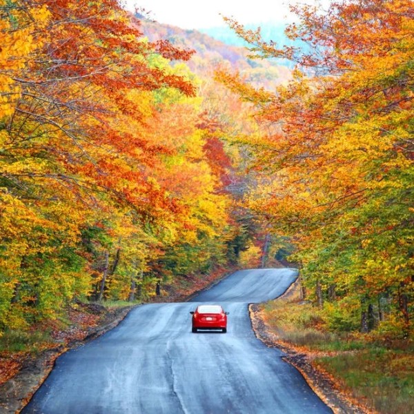 a car drives down a road surrounded by trees in the fall