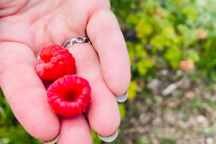 a hand holding wild raspberries