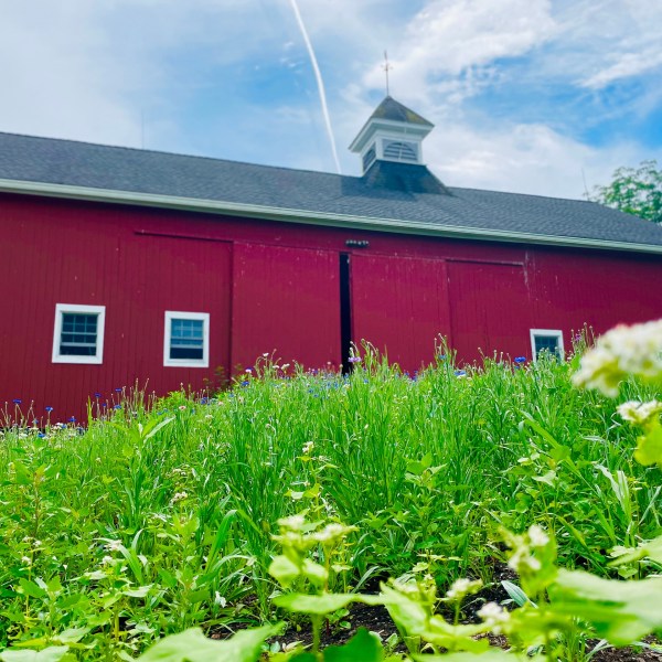 a close up of grass with a barn in the background