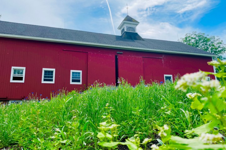 a close up of grass with a barn in the background