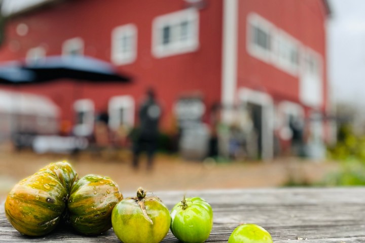 a close up of peppers near a barn