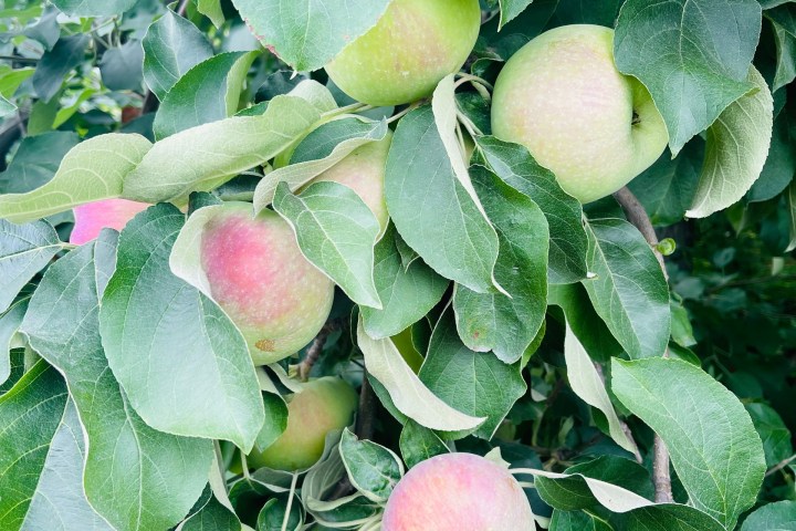 a close up of an apple tree
