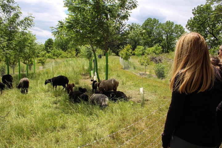 a woman looking into a field of cows
