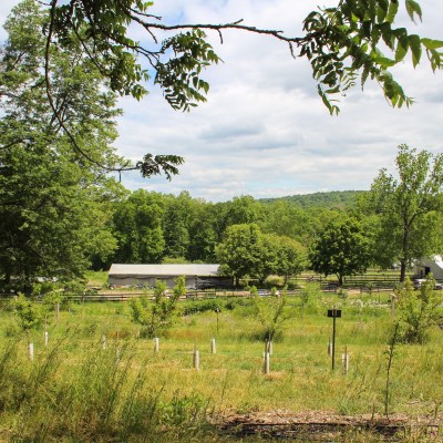 a close up of a lush green field